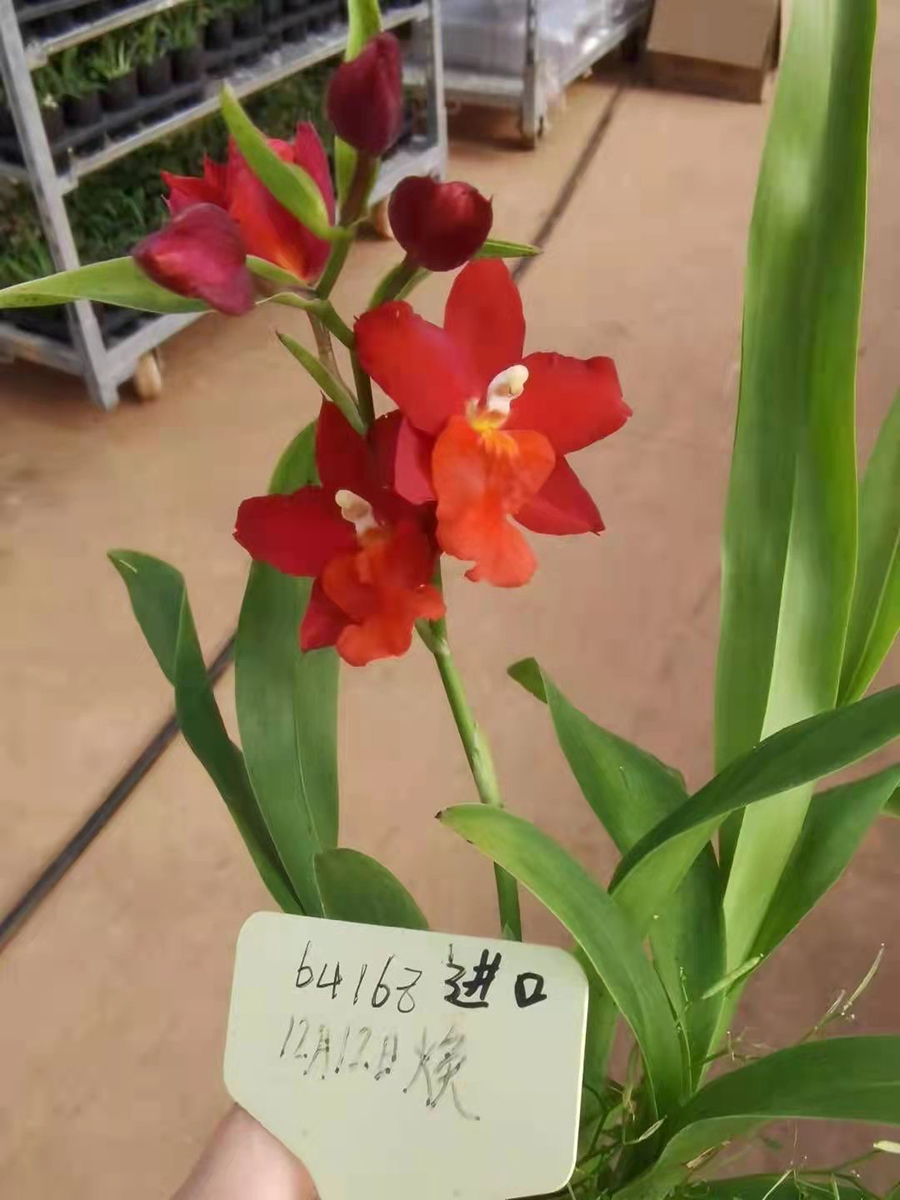 中型绿植