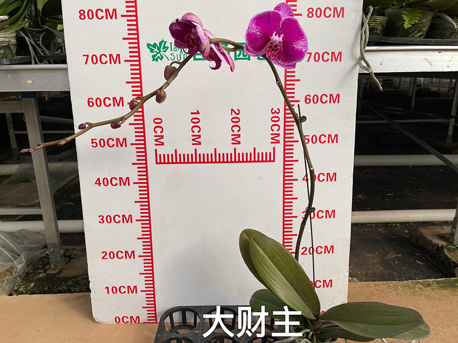 中型绿植